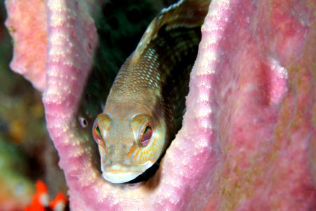 GRNMS black sea bass resting on vase sponge photo