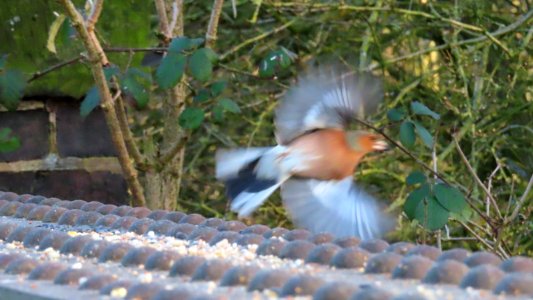 Fleeing Chaffinch photo