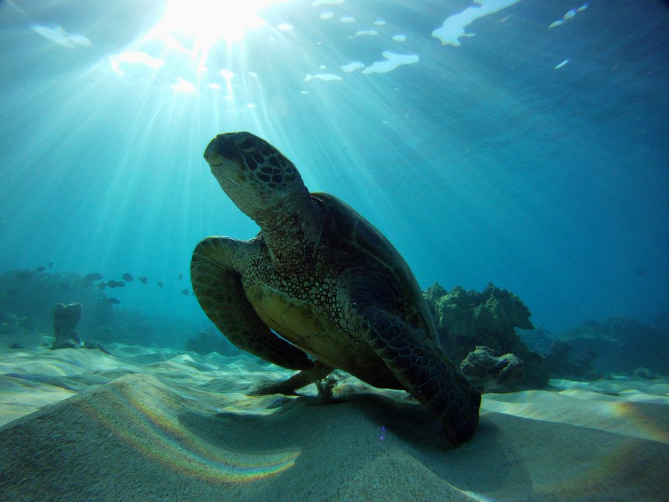 HIHWNMS - green sea turtle