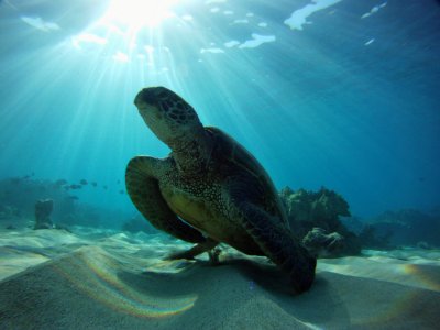 HIHWNMS - green sea turtle photo