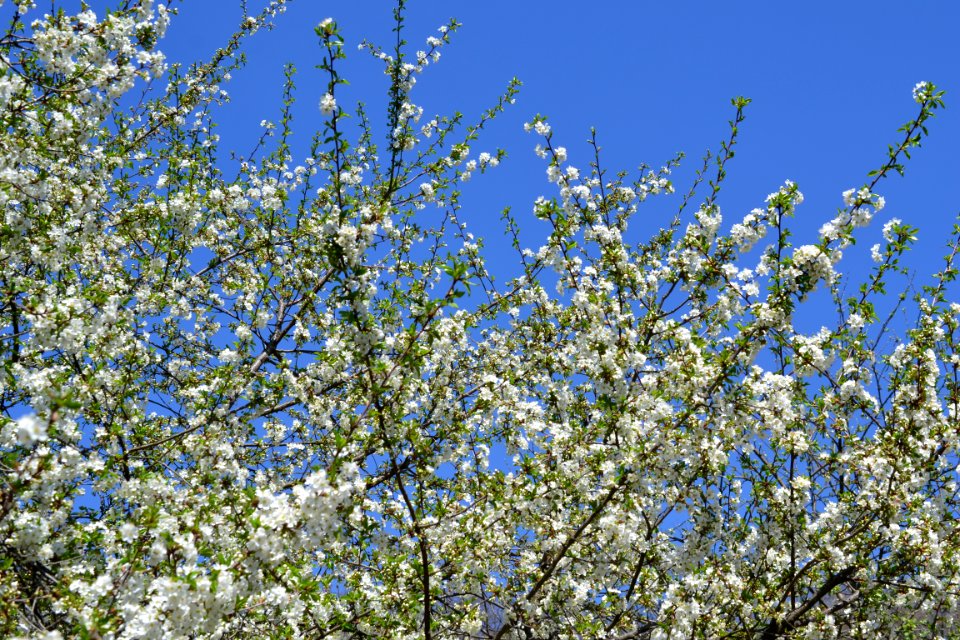 The trees bloomed