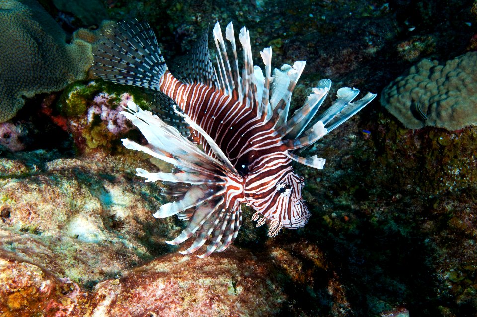 FGBNMS - lion fish photo