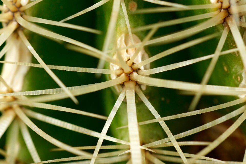 Plant cactus macro