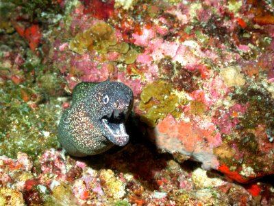 FGBNMS - Spotted Moray Eel