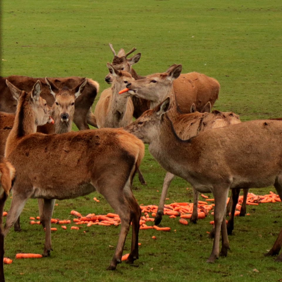 Carrots photo