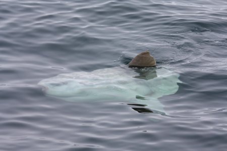 MBNMS - mola mola photo