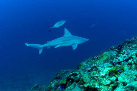 FGBNMS -- Sandbar Shark
