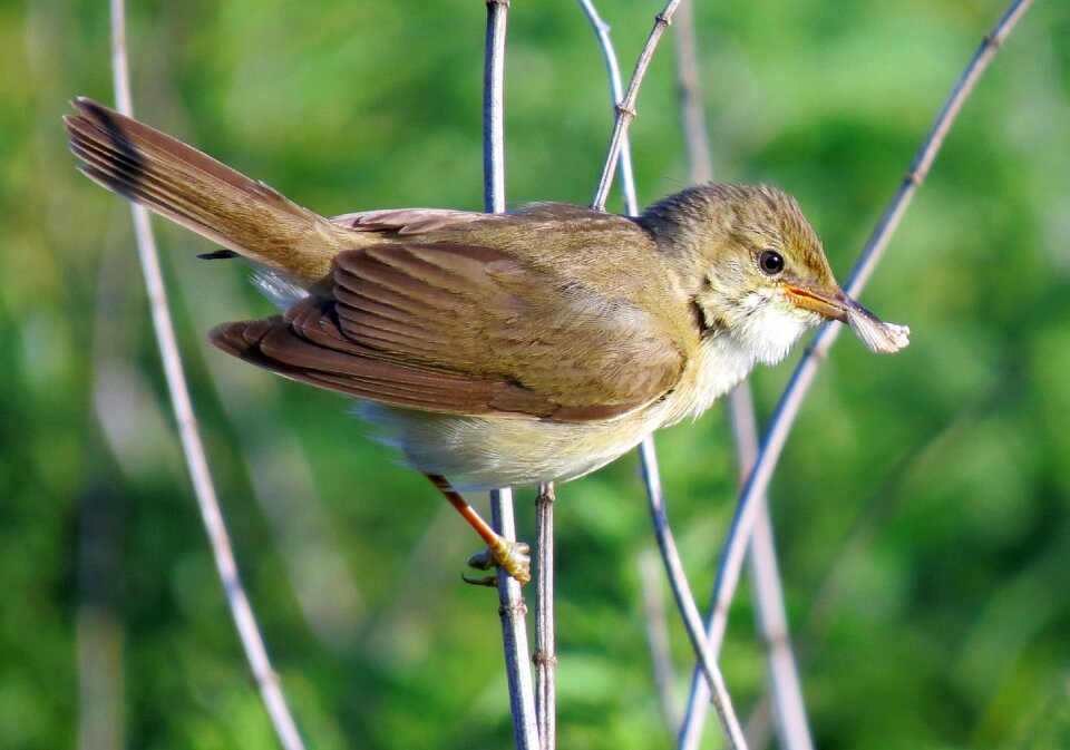 Warbler nature wildlife