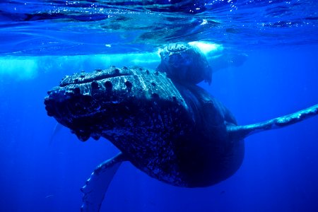 HIHWNMS - humpback and calf photo