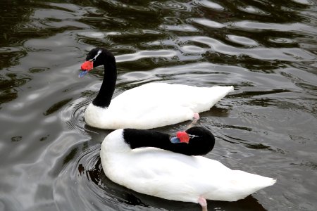 Black Necked Swan photo
