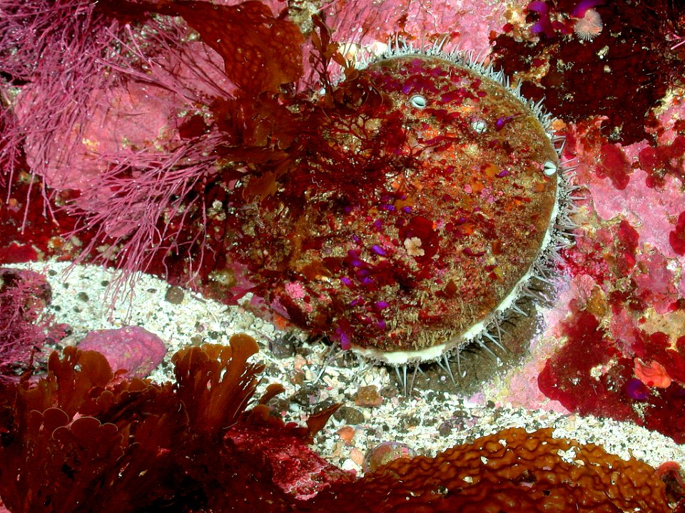 CINMS-white abalone