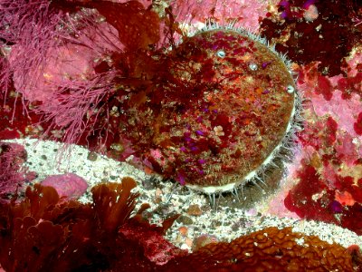 CINMS-white abalone