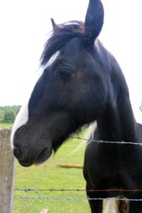 "What are you doing mister"? says Heavy Horse. photo