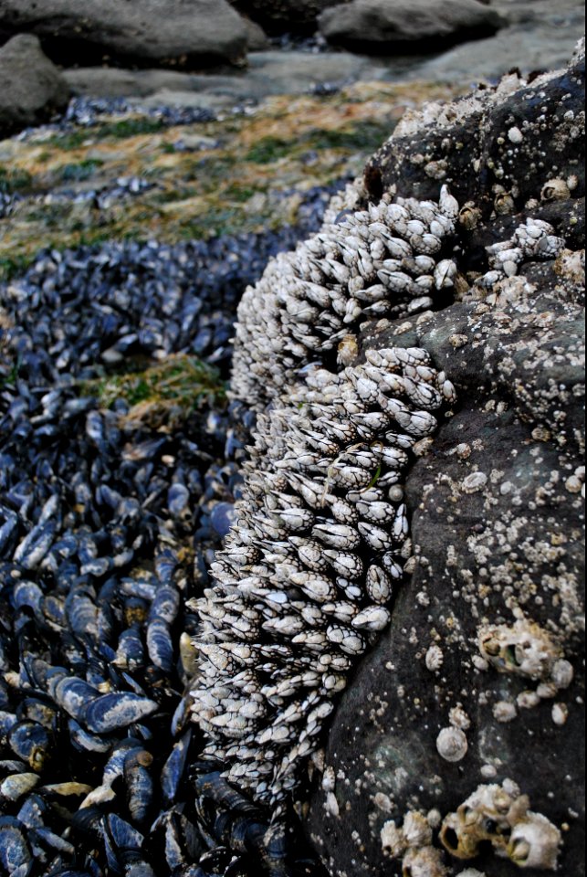 OCNMS - gooseneck barnacles