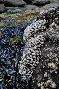 OCNMS - gooseneck barnacles photo
