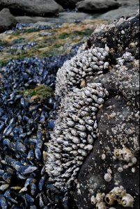 OCNMS - gooseneck barnacles