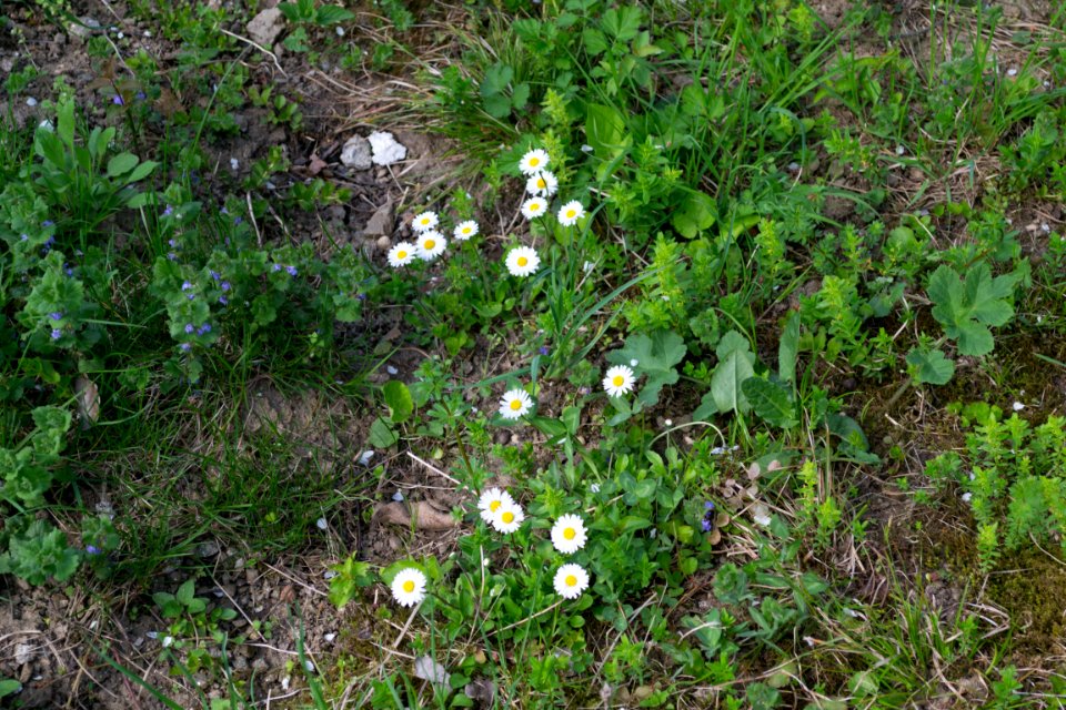 Nature
