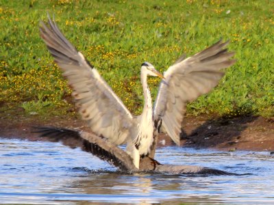 Herons 4 photo