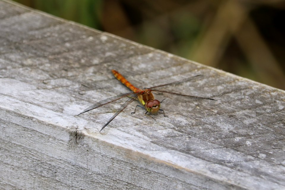 Dragonfly photo