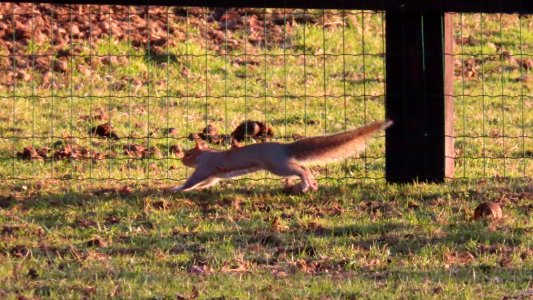 Fleeing Squirrel photo