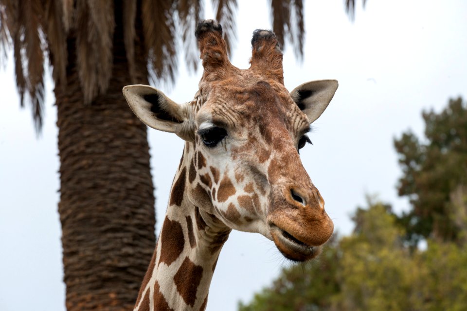 Close up on head of giraffe at Oakland Zoo