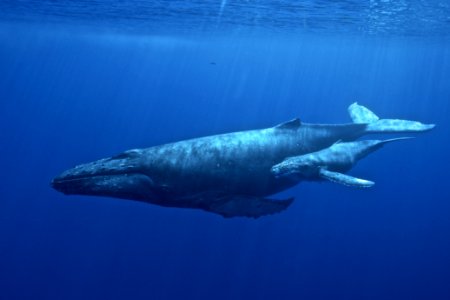 HIHWNMS - humpback and calf - Permit14682-37906 photo