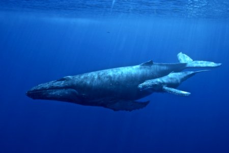 HIHWNMS - humpback and calf - Permit14682-37906