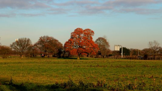 Cheshire Oak from Hassall Moss photo