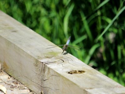 First Dragonfly