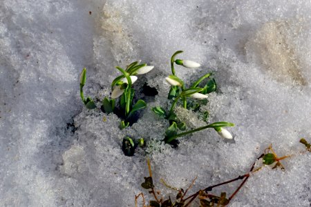 Ghiocei în zăpadă