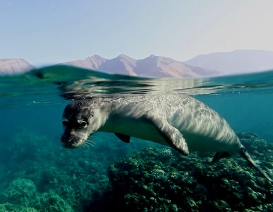 HIHWNMS - Monk Seal photo