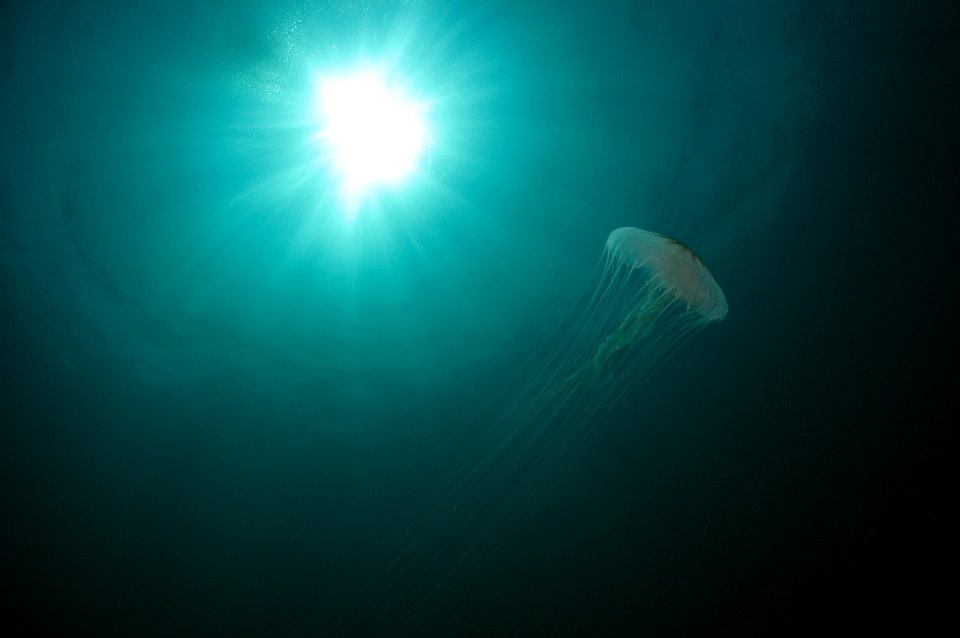 GRNMS - sea nettle photo