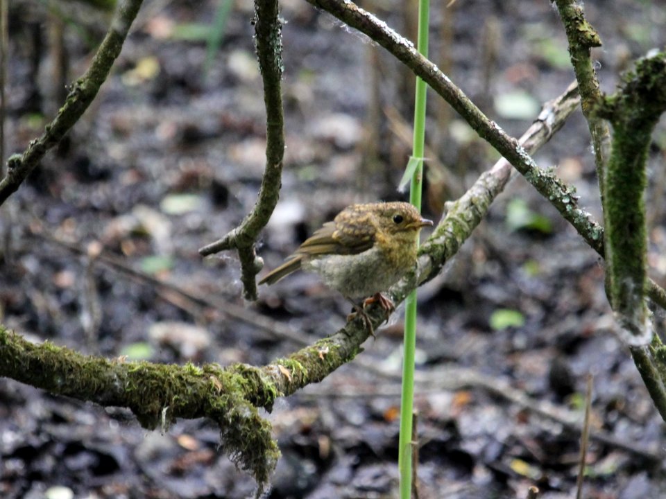 First Baby Robin photo