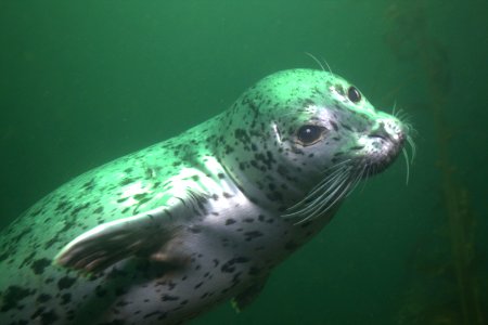 MBNMS - harbor seal photo