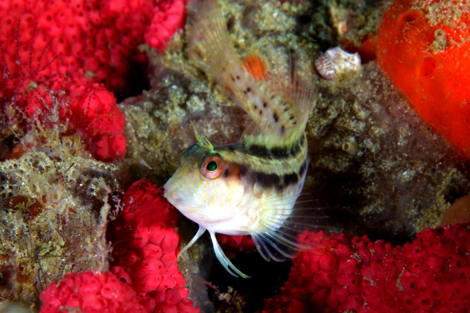 GRNMS - Seaweed Blenny