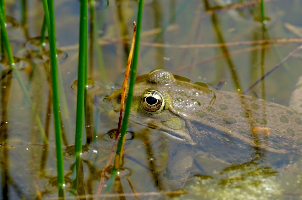 Amphibians frog frog eyes
