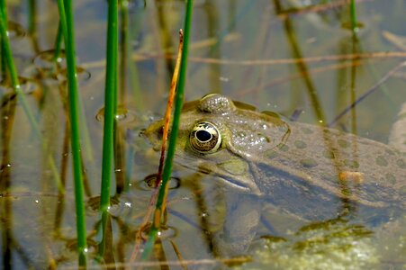 Amphibians frog frog eyes photo