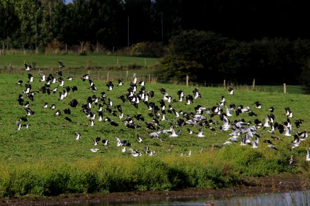Lapwings and Gulls photo