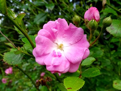 Pink Roses
