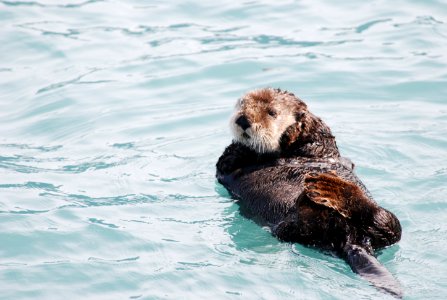 OCNMS - sea otter photo