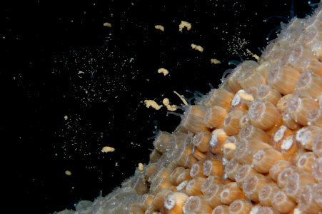 Coral Spawning photo