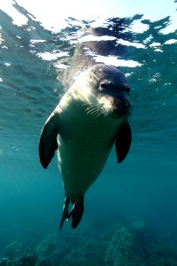 HIHWNMS - Hawaiian Monk Seal photo