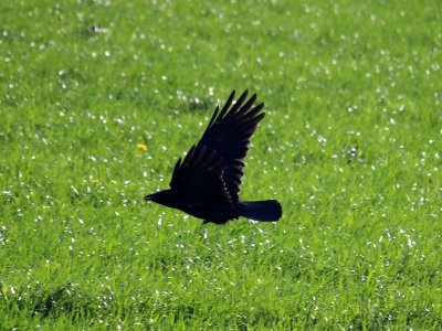 Crow B photo