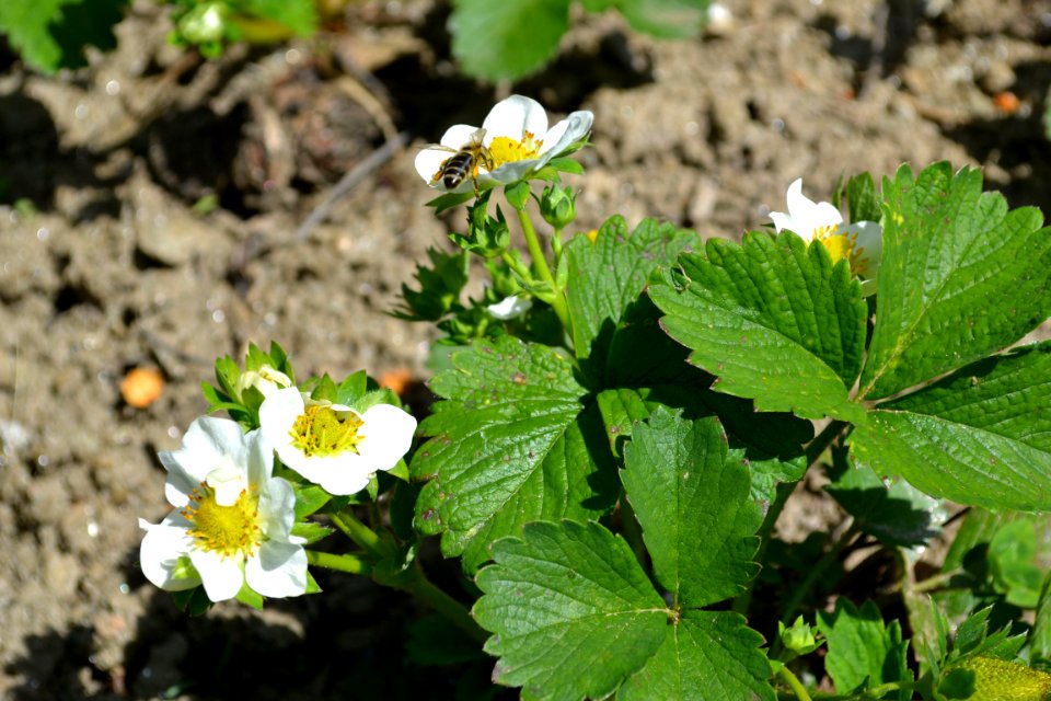 Strawberry flower