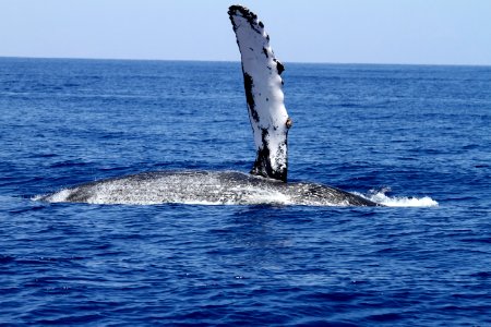 HIHWNMS - humpback whale photo