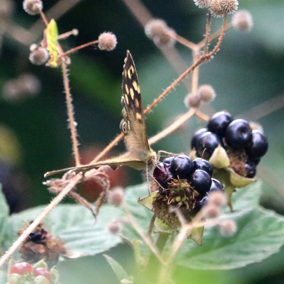 Speckled Wood Butterfly.