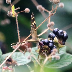 Speckled Wood Butterfly.