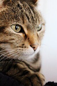Cat face close up pet photo