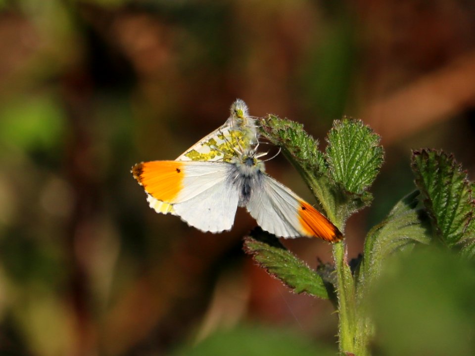 Orange-tip Couple