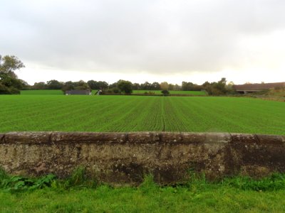 Cover Crop photo